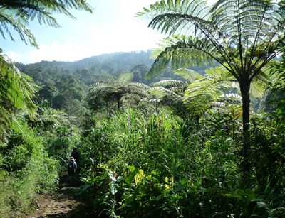 Tropical forests can be seen, photo: Alexandra Müllner-Riehl